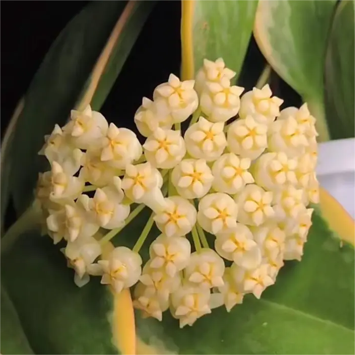 ✨Cebule Hoya – gwiazdy spadające z nieba✨