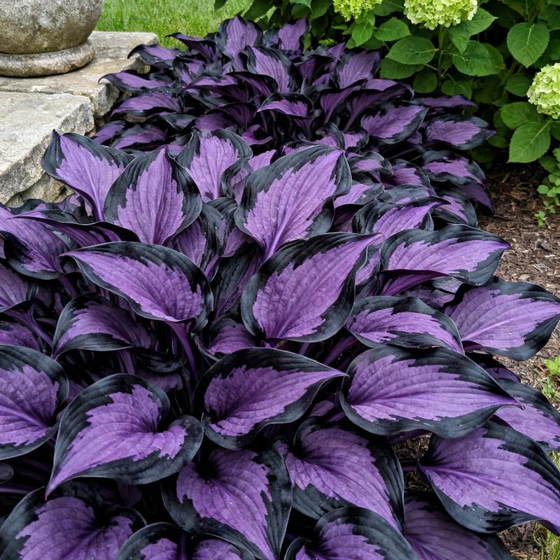💥Vroča razprodaja 2025 🌌Semena hoste Midnight Purple Heart, trajnica, ki ljubi senco, za vrt
