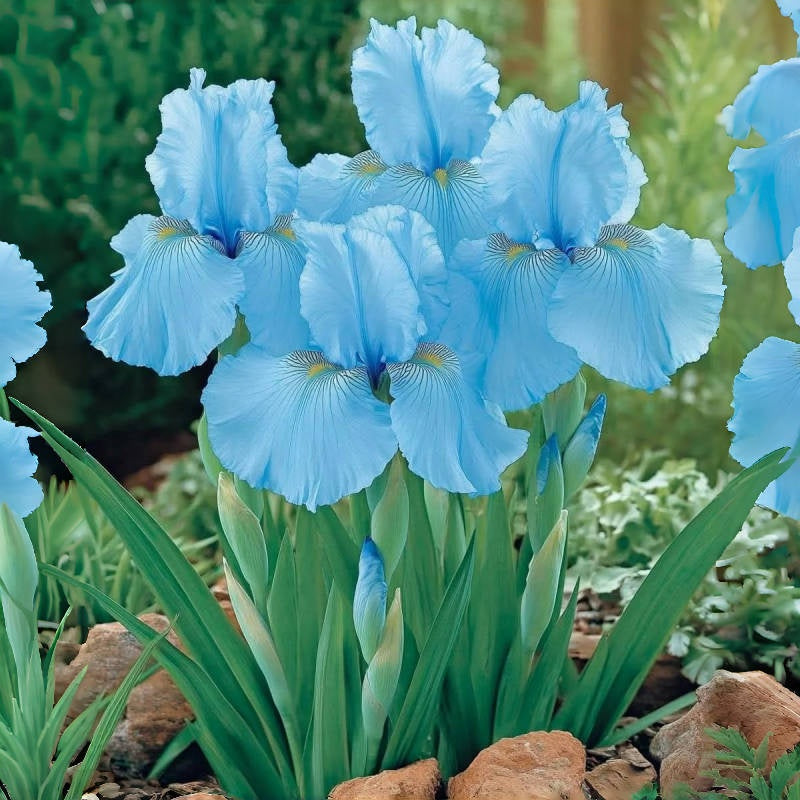 ⚜️Redek, visok bradati iris (premium sorta s koreninami)