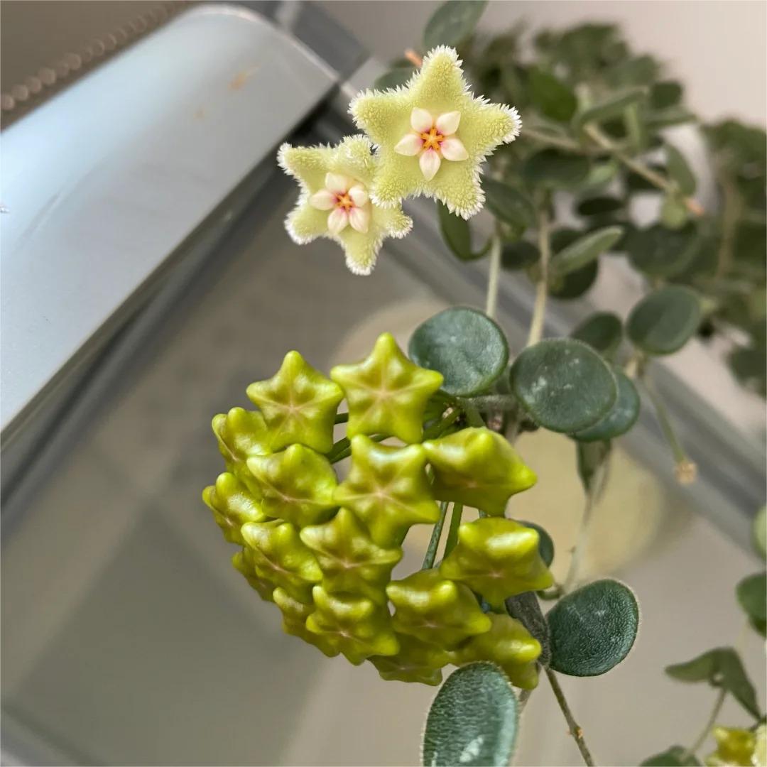 ✨Cebule Hoya – gwiazdy spadające z nieba✨
