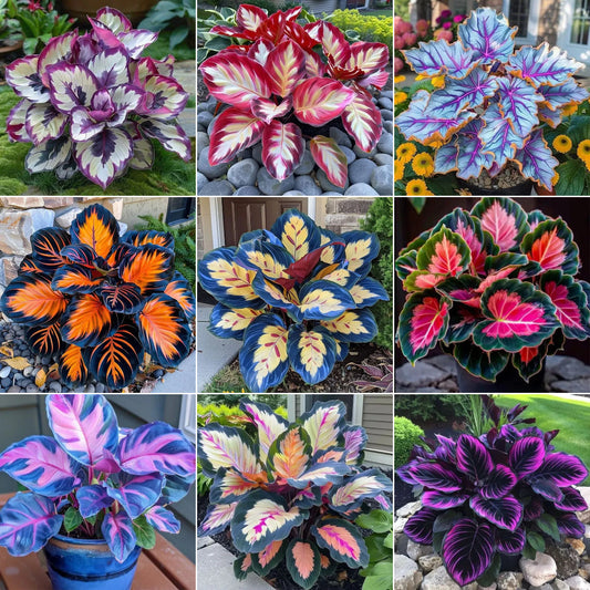 🌿 Цветни семена на хоста – кралят на сянката в градината! 🌿