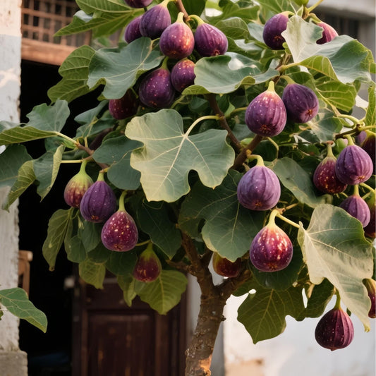 Семена от смокини SweetHarvest