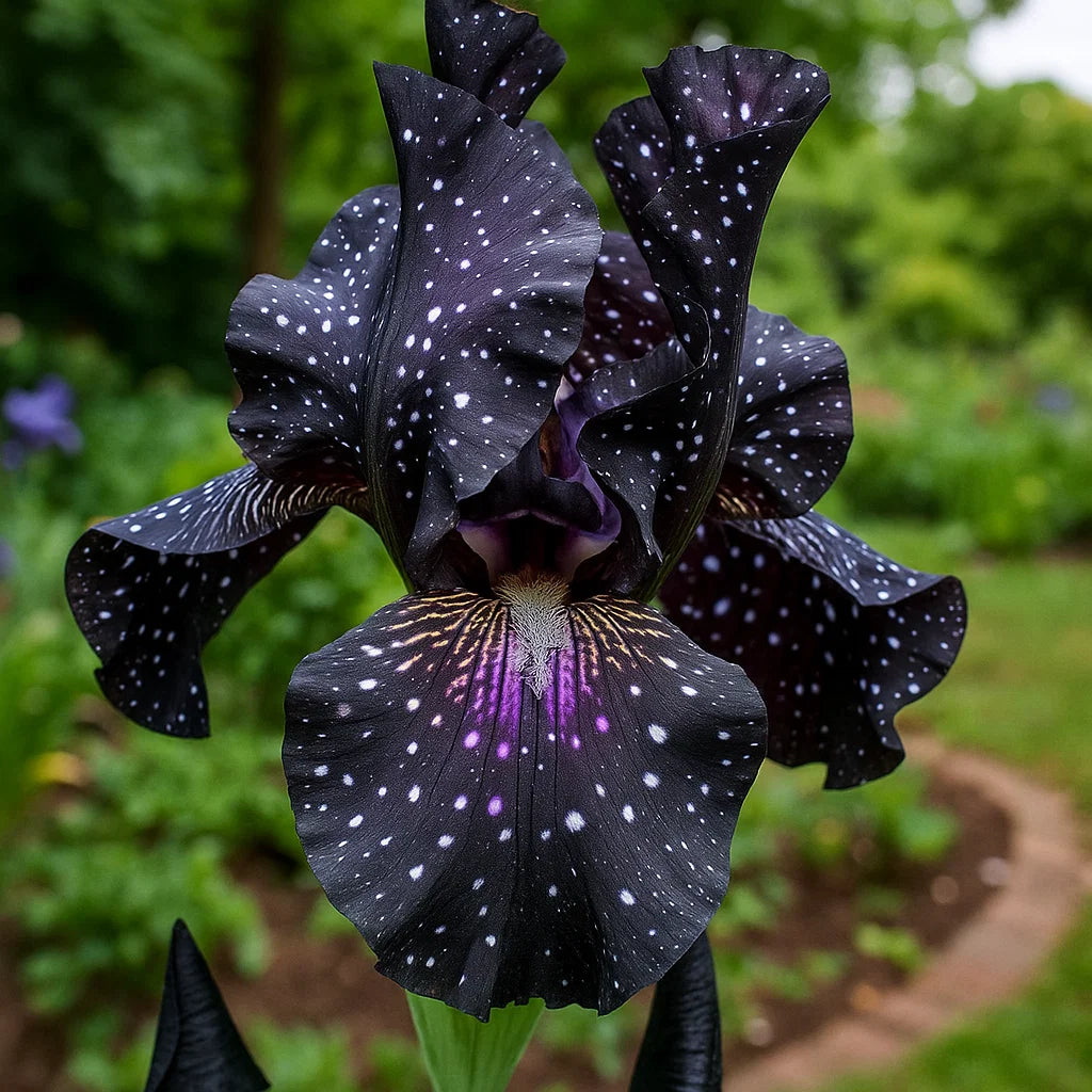 ⚜️Redek, visok bradati iris (premium sorta s koreninami)