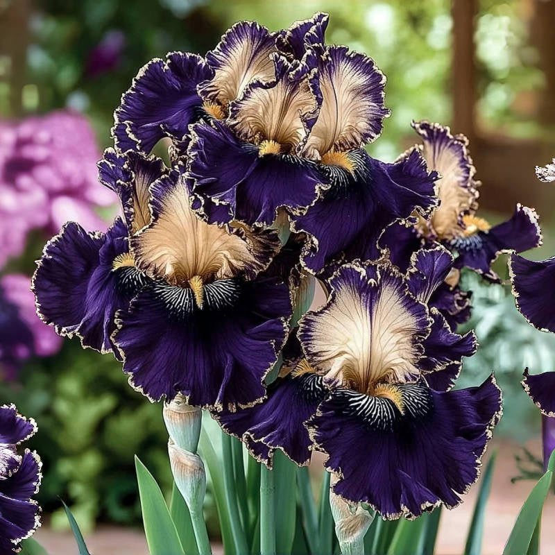 ⚜️Redek, visok bradati iris (premium sorta s koreninami)