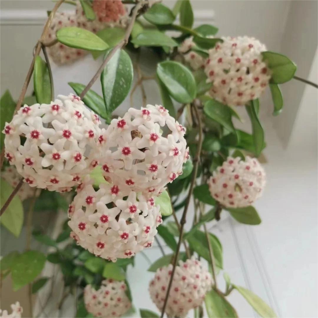 ✨Cebule Hoya – gwiazdy spadające z nieba✨