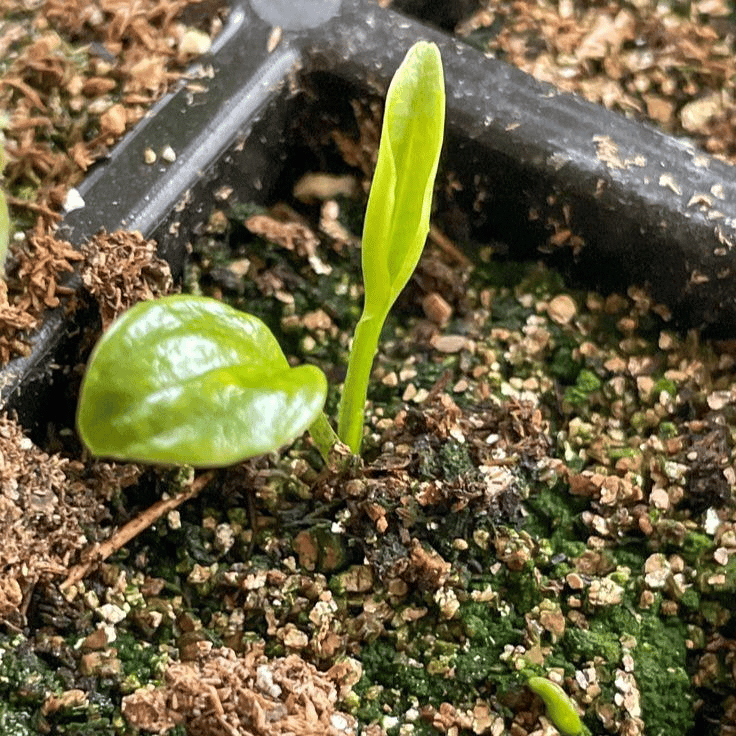 🌿 Redke čebulice hoste🎁 Posebna ponudba 2025