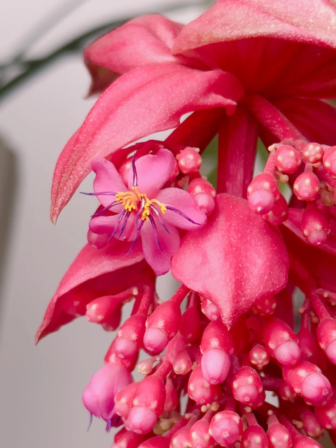 Розови гроздови семки - Отглеждайте кралицата на цветята във вашата градина