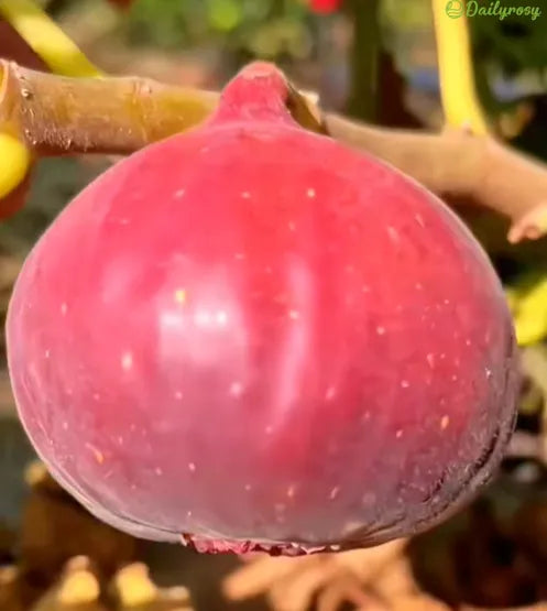 🍑Super gigantyczne nasiona figowca – słodycz brzoskwini w każdym kęsie! 🌟