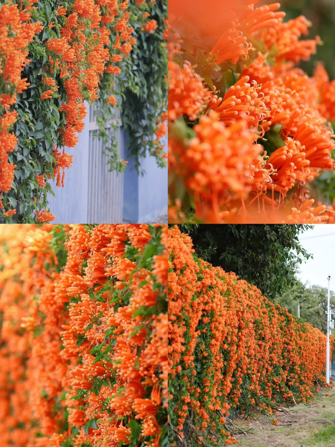 Семена от цветя Firecracker