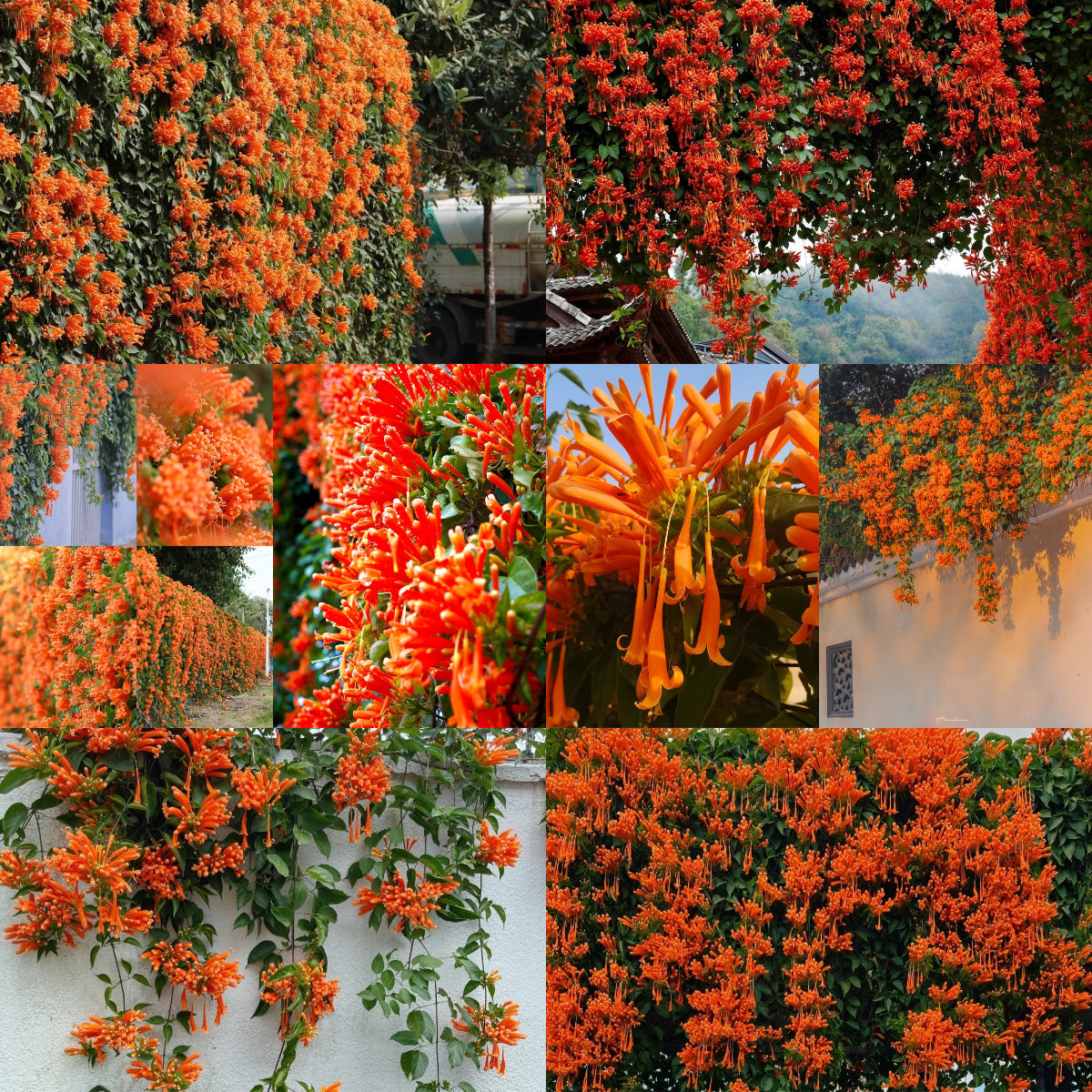 Семена от цветя Firecracker