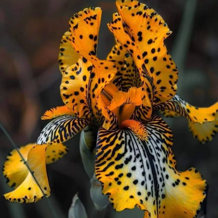 ⚜️Redek, visok bradati iris (premium sorta s koreninami)