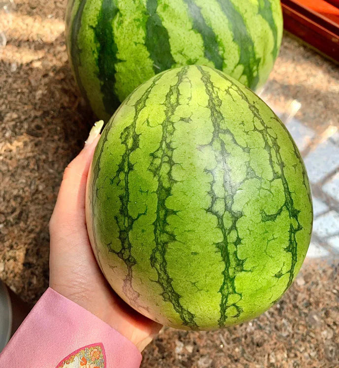🍉Wczesnowiosenny Czerwony Jadeit – słodki arbuz, który zachwyci całą rodzinę