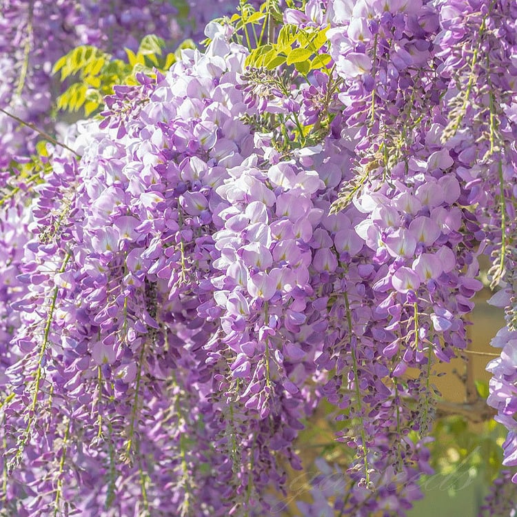 🌸Nasiona glicynii – kaskadowe piękno ogrodu przez cały rok💗