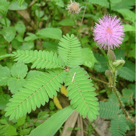 ŠARENA SEMENA MIMOZE