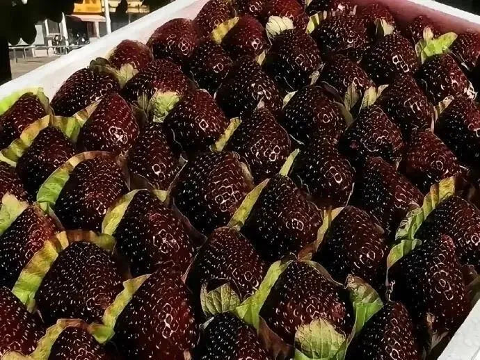Ogromna semena jagod Black Diamond – sladka, bogata s hranili in enostavna za gojenje doma