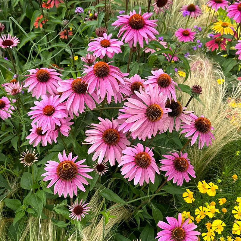 Echinacea semena