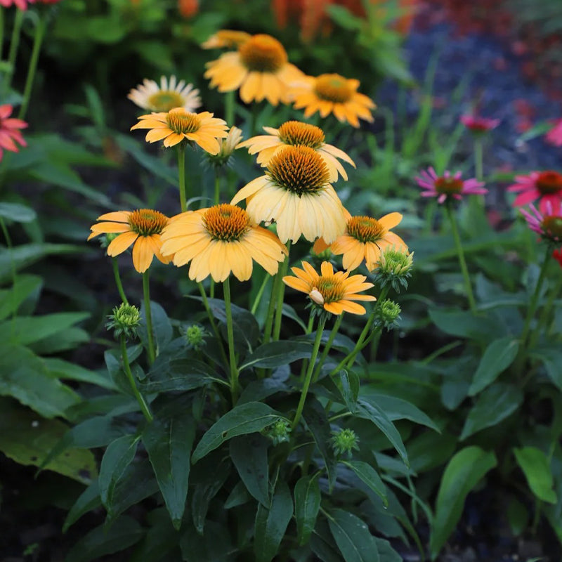Echinacea semena