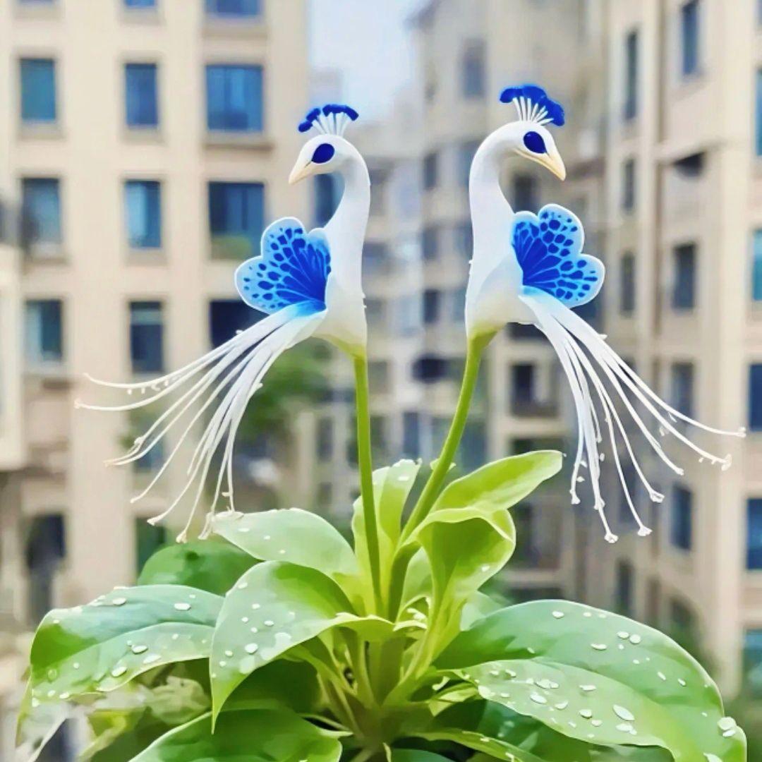 🦚 Storczyk pawi