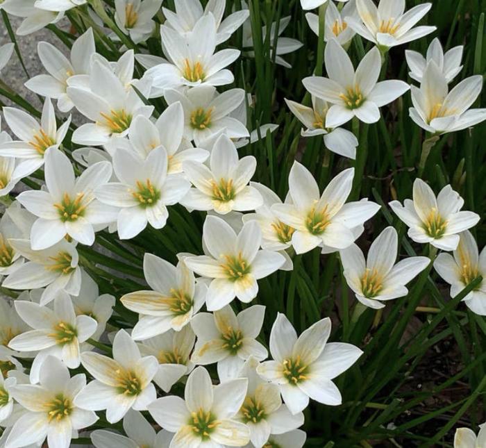 Луковици на дъждовни орхидеи – цъфтят след друг дъжд