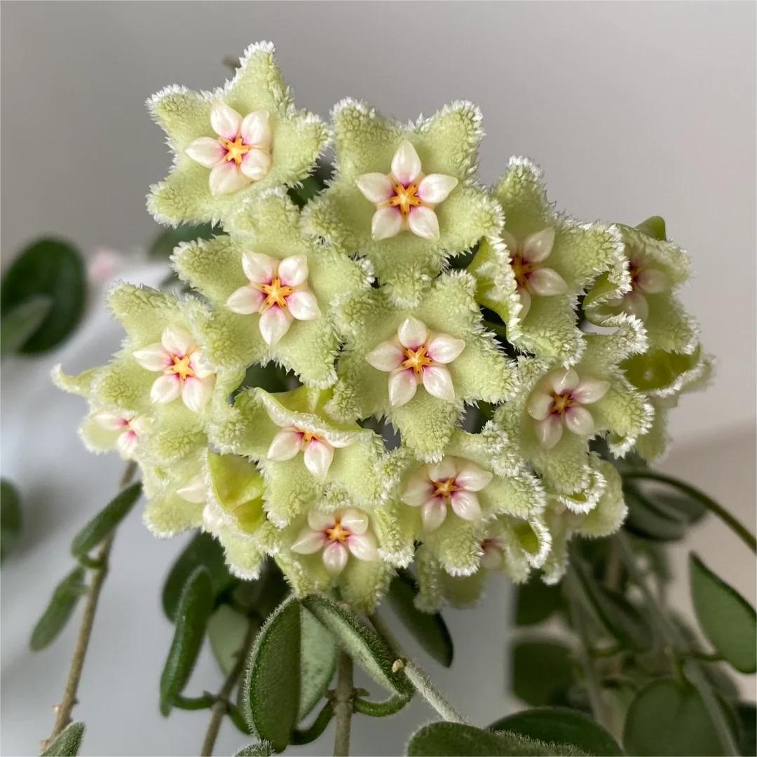 ✨Cebule Hoya – gwiazdy spadające z nieba✨