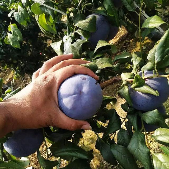 Wysokowydajna kolekcja śliwek heirloom – Twój prywatny sukces sadowniczy zaczyna się tutaj