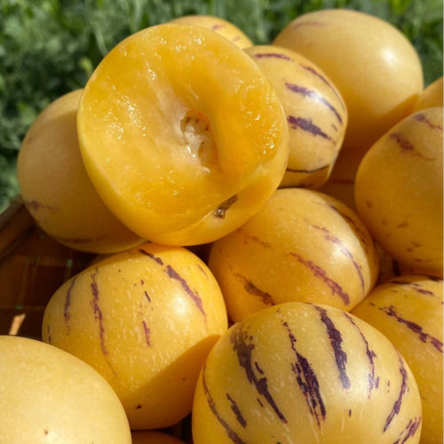 Solanum Muricatum Семена от пъпеш и круша