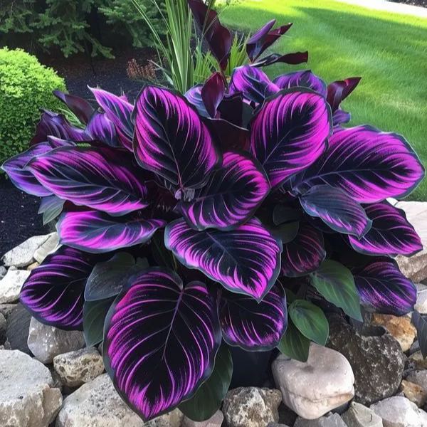 🌿 Цветни семена на хоста – кралят на сянката в градината! 🌿