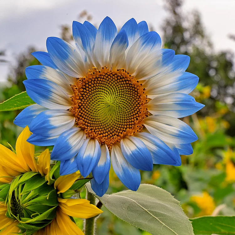 Слънчогледови семки Midnight Blaze