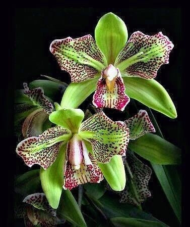 Семена на ирис пеперуда