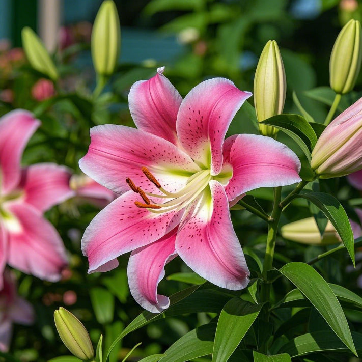 🌺Ароматизирани луковици на лилии – свежи и сладки