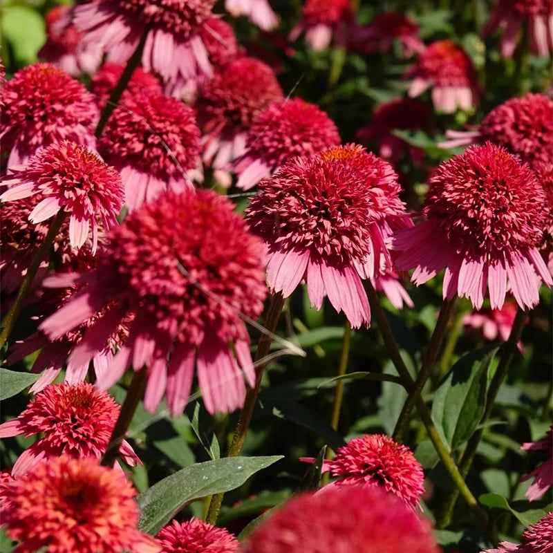 Echinacea semena