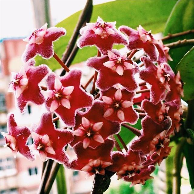 ✨Cebule Hoya – gwiazdy spadające z nieba✨
