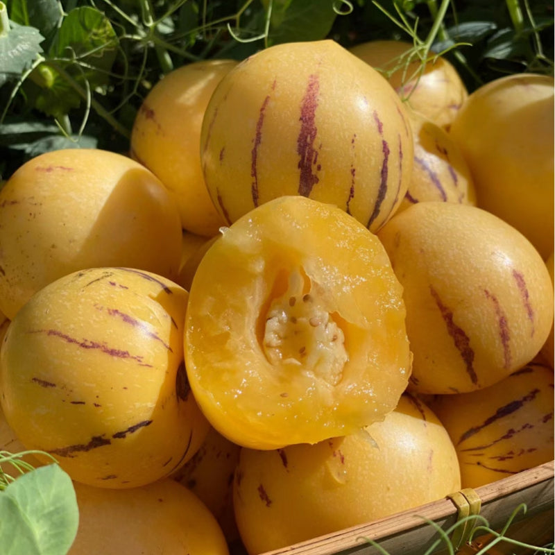 Solanum Muricatum Семена от пъпеш и круша