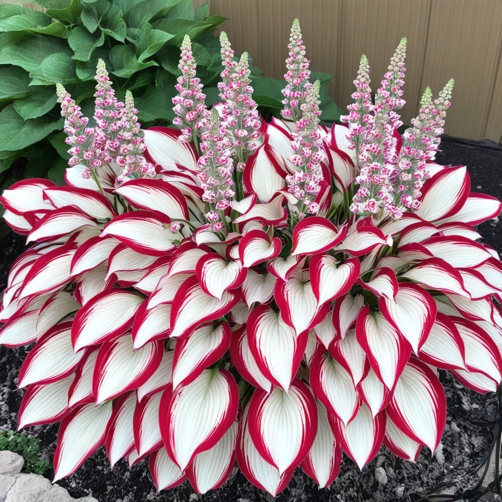 🔥Ostatni dzień wyprzedaży🔥Nasiona rzadkiej funkii premium🌿Roślina odporna na cień
