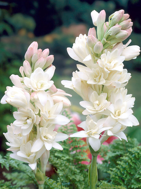 Tuberoza podwójna 🌸- Duży kwiat cebulowy