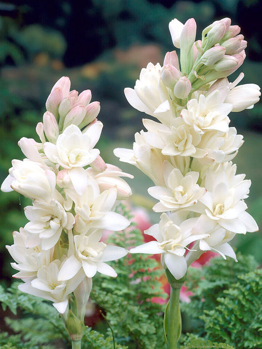 Tuberoza podwójna 🌸- Duży kwiat cebulowy