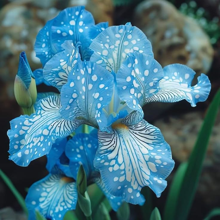⚜️Redek, visok bradati iris (premium sorta s koreninami)