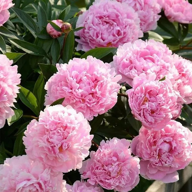 🔥ПОСЛЕДЕН ДЕН 45% ОТСТЪПКА🌺КРАЛИЦА НА ЦВЕТЯТА - ДВОЙНА ПЯНА