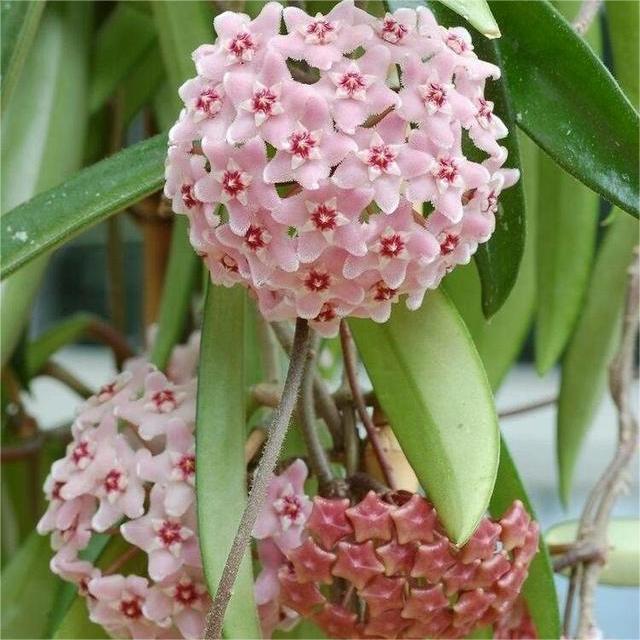✨Cebule Hoya – gwiazdy spadające z nieba✨
