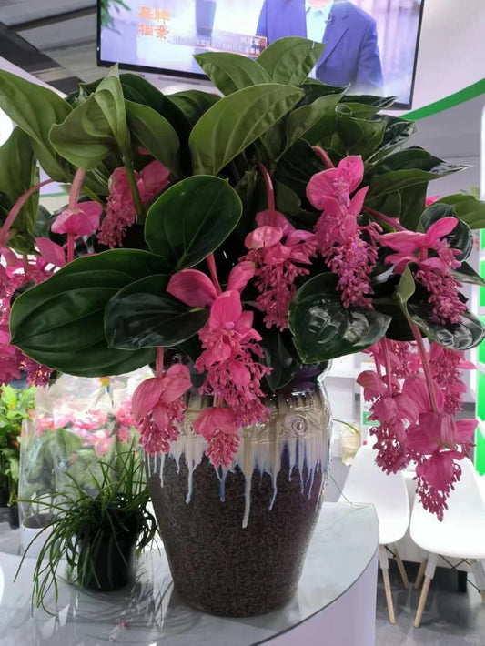 Розови гроздови семки - Отглеждайте кралицата на цветята във вашата градина