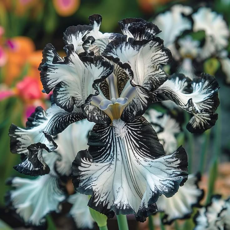 ⚜️Redek, visok bradati iris (premium sorta s koreninami)