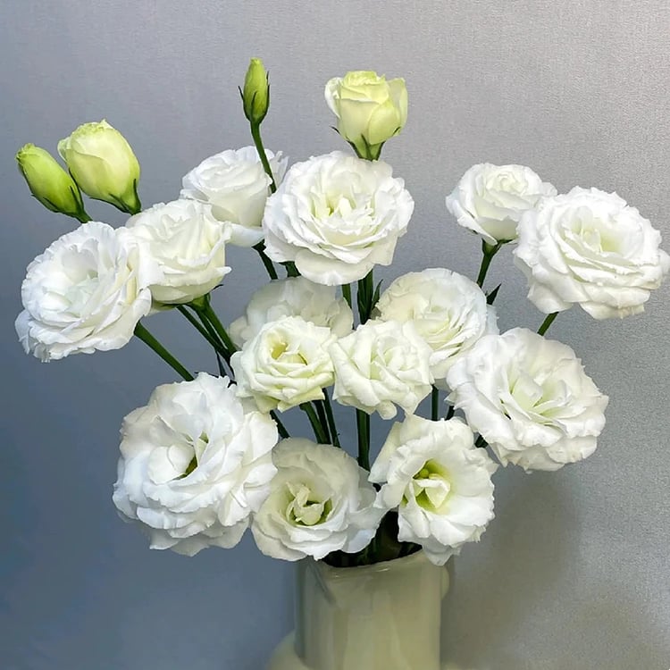 🔥Ostatni dzień wyprzedaży💝Eustoma Thornless Rose💐Lisianthus Seeds