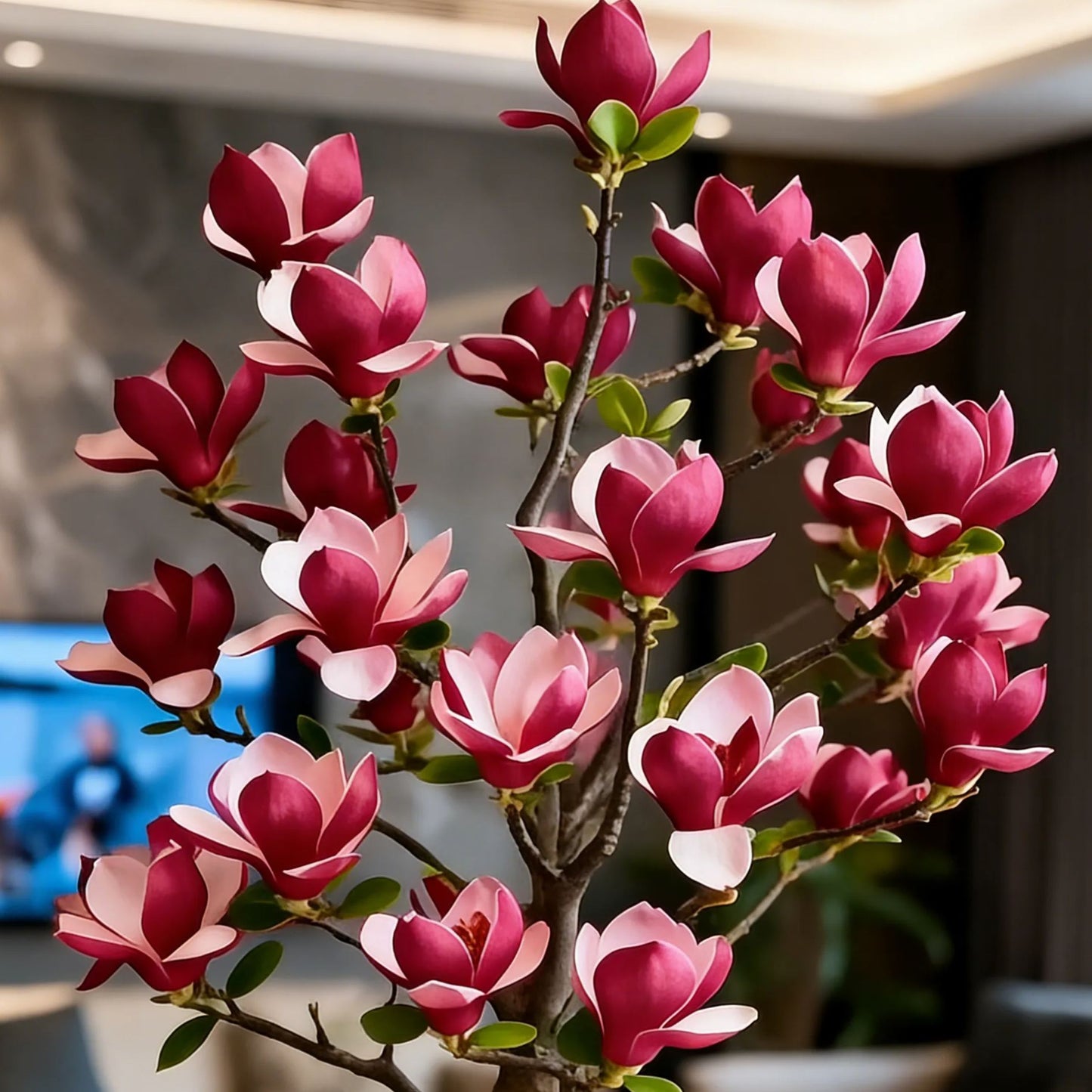 Cebule Magnolia liliiflora (fioletowe orchidee) 🌸 Kwiaty ukrywają liście, zapach wypełnia powietrze