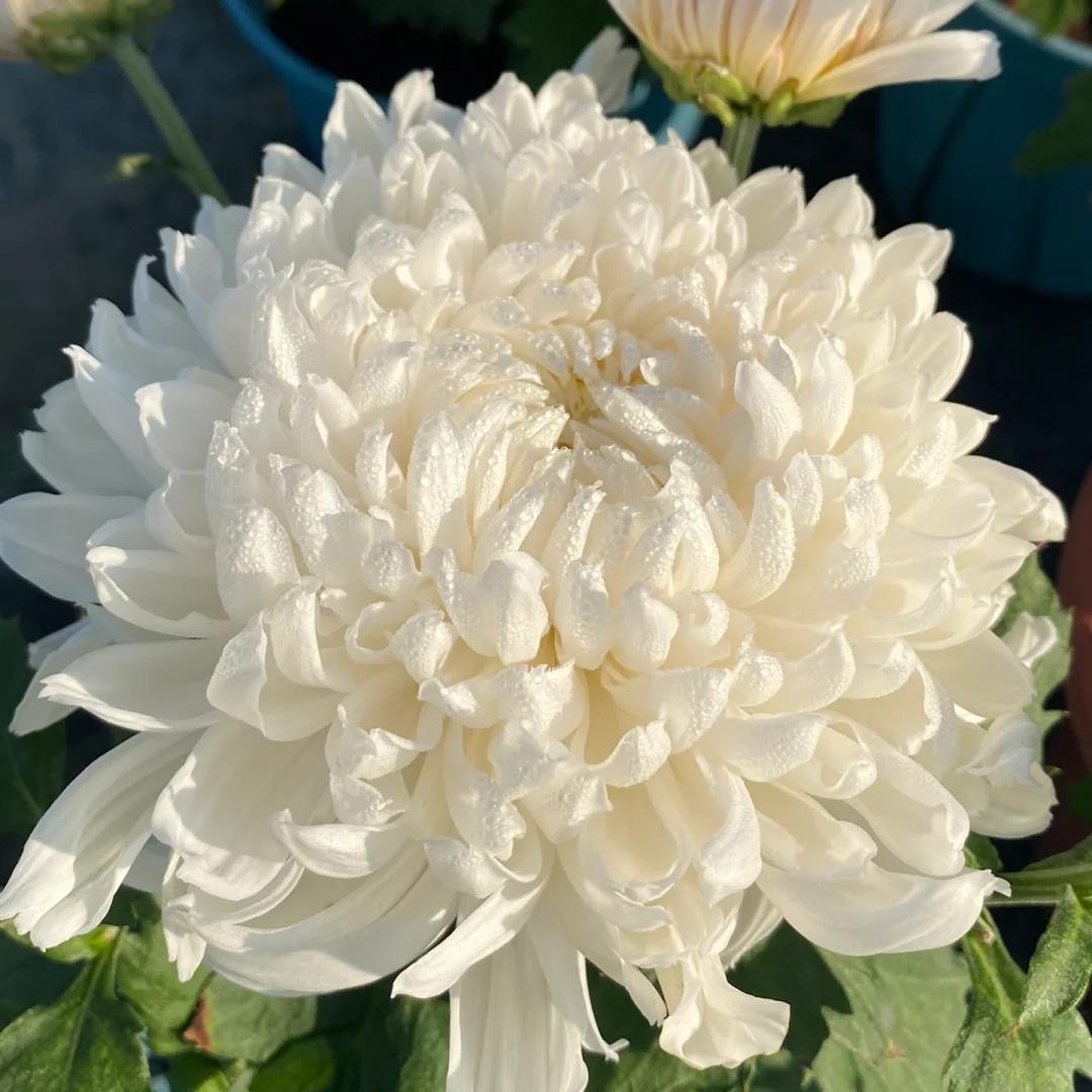 🌺Cvet elegance🌼 Semena orjaške krizanteme