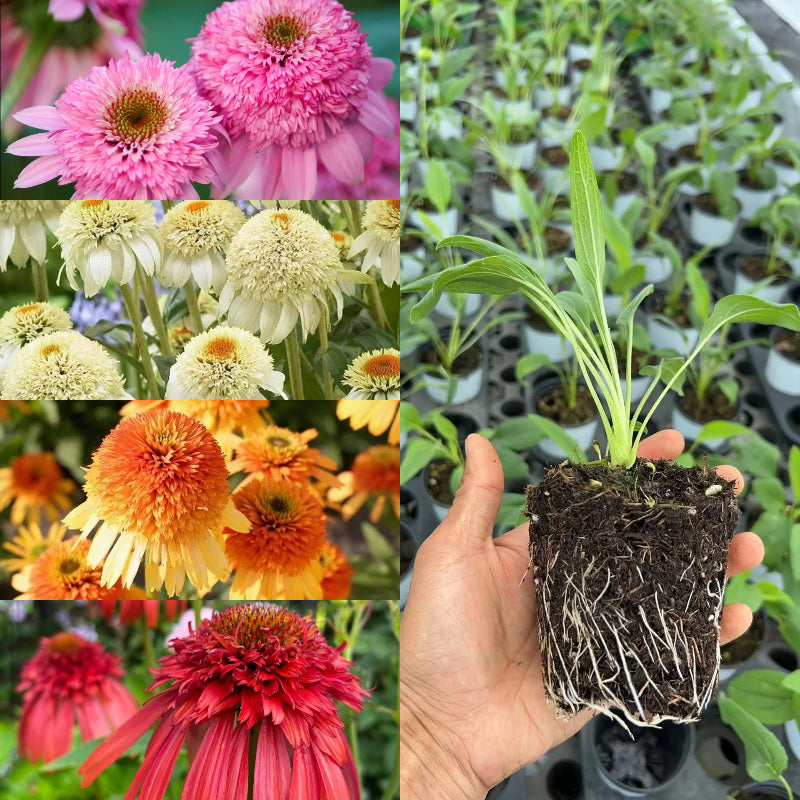 Echinacea semena