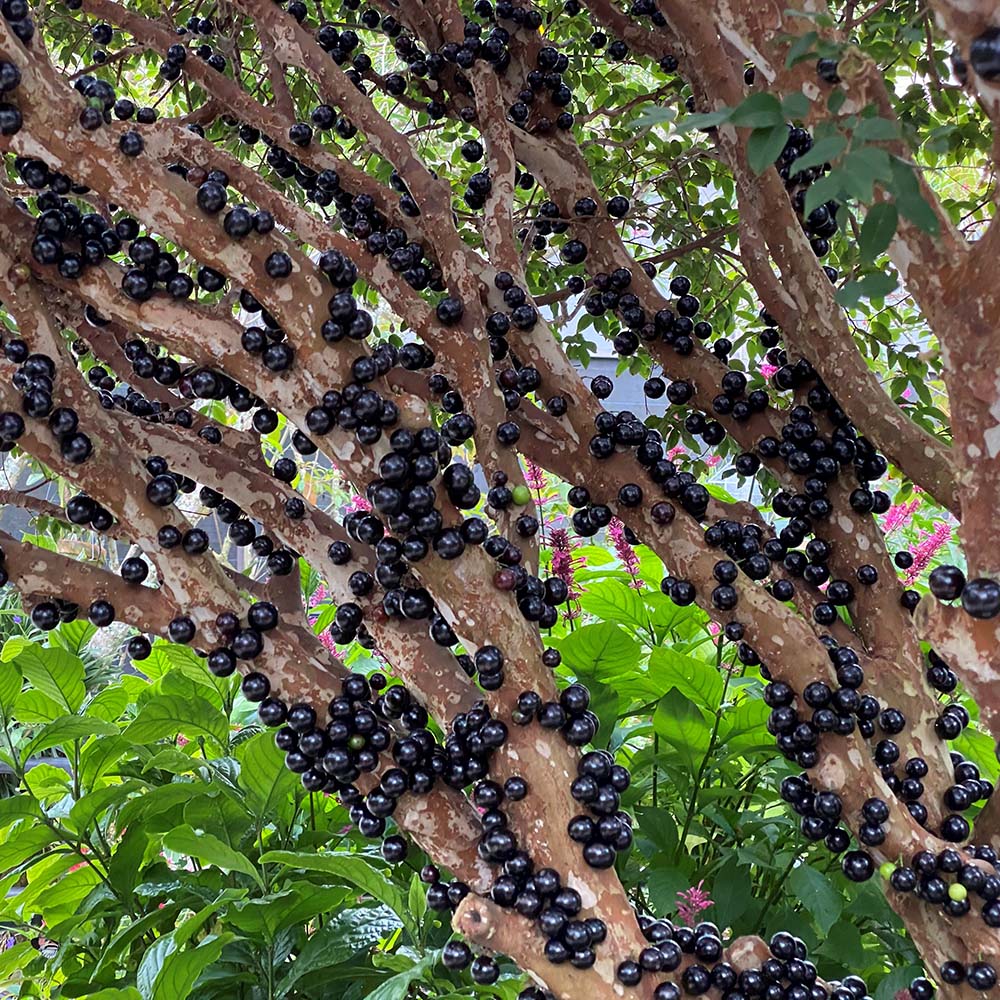 Jabuticaba szőlőmagok