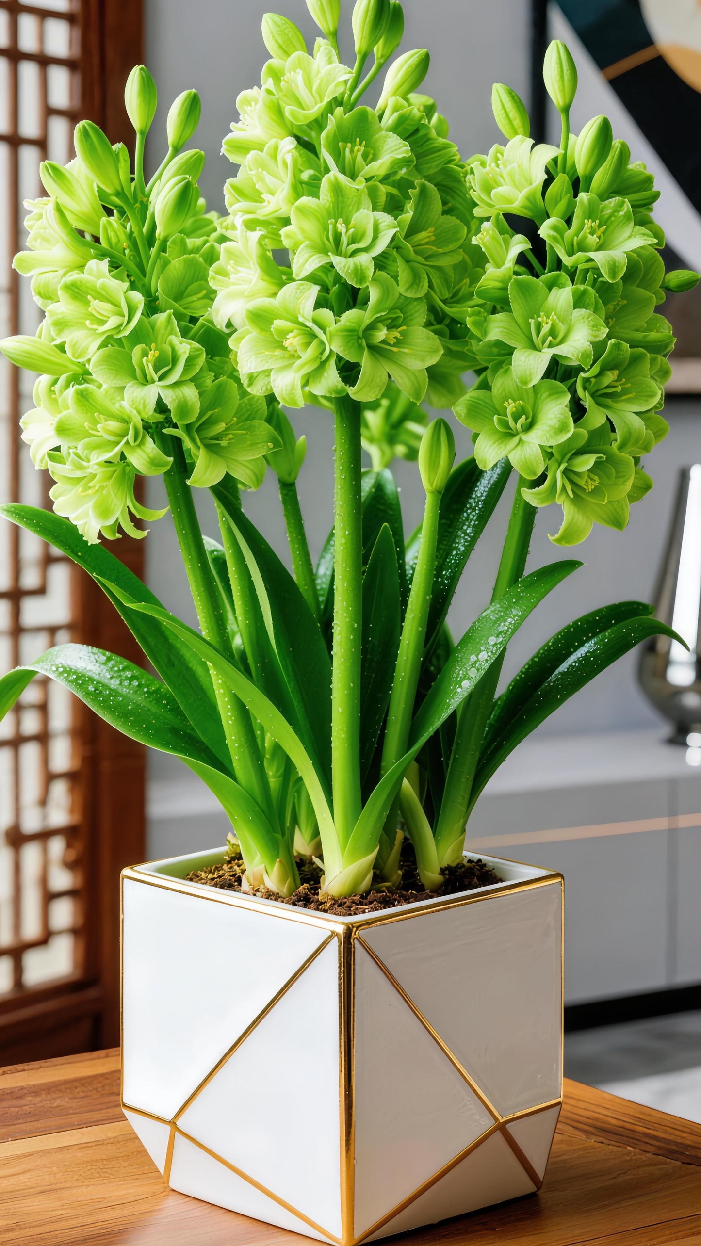 🌼 Dvojne čebulice tuberoze – svetel vonj za vaš vrt