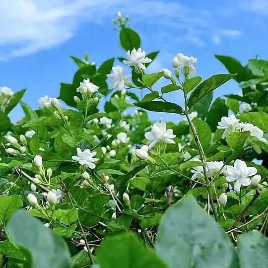 OSTATNI DZIEŃ PROMOCJI - 49% ZNIŻKI 🌸Piękna roślina doniczkowa jaśmin (można sadzić zimą)🌸