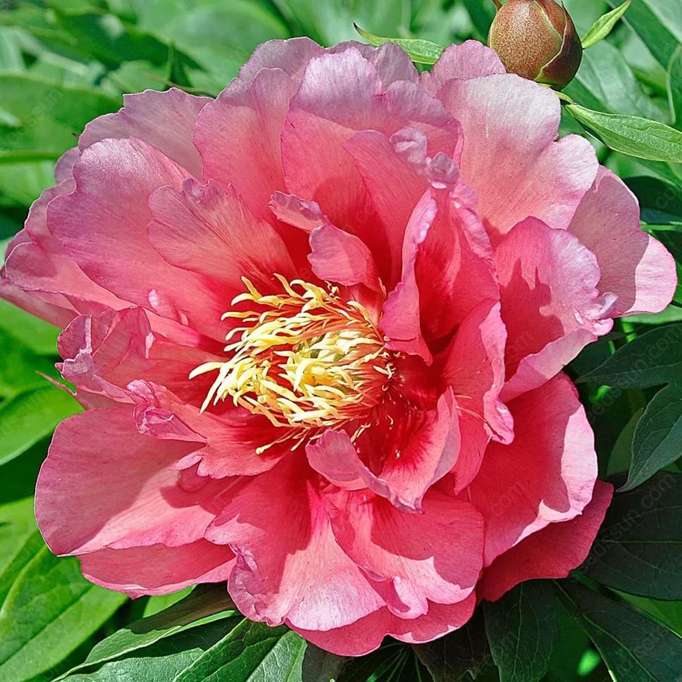 🌸 Redke čebulice plezajočih potonik🪴 Veliki, dvojni cvetovi, zmrzlinsko odporna trajnica, enostavna za gojenje, priljubljena vrtna rastlina
