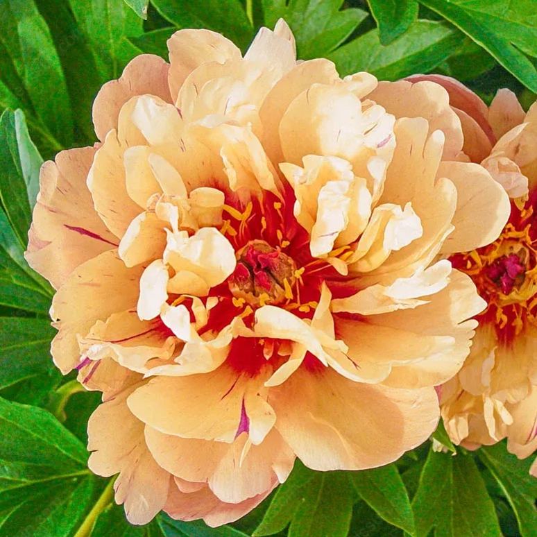🌸 Редки луковици на катерливи божури🪴 Големи, двойни цветове, устойчиво на замръзване многогодишно растение, лесно за отглеждане, любимо градинско растение